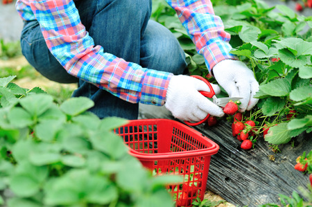 picking strawberry in gardenの写真素材