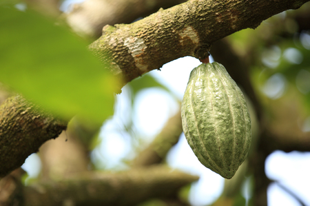 cacao fruit grow on treeの写真素材