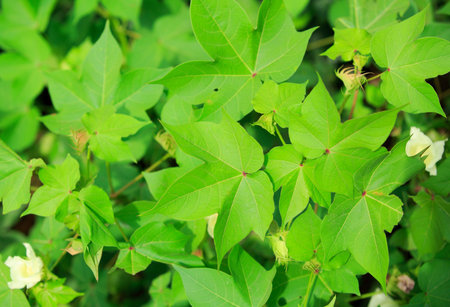 cotton plant grow at fieldの写真素材