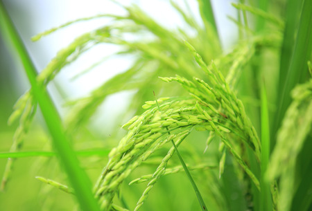 rice paddy fieldの写真素材