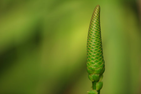 aloe flower budの写真素材