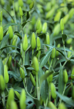 lily flowersの写真素材