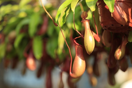 closeup of nepenthes villosa - pitcher plantsの写真素材