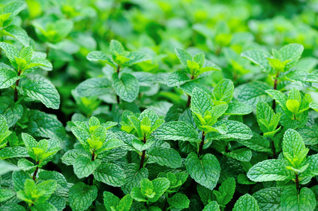 green mint crops in growth at gardenの写真素材