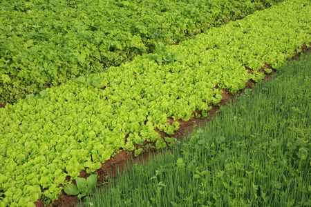 variety vegetable plants in growth at vegetable gardenの写真素材