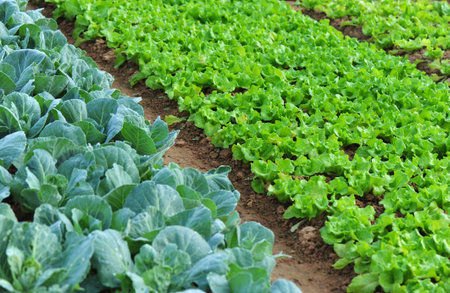 green lettuce and cabbage crops in growth at vegetable garden