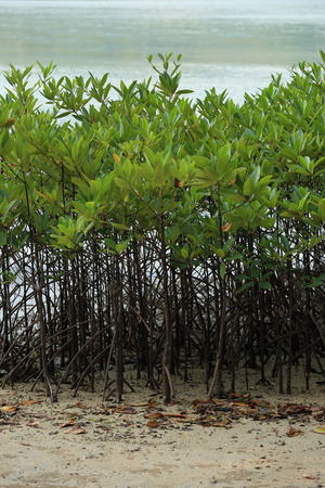 green mangroves growing in tropical seaside beachの写真素材