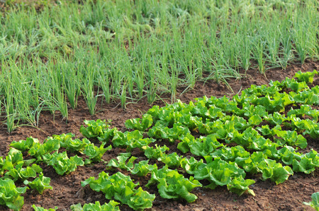variety vegetable plants in growth at vegetable gardenの写真素材