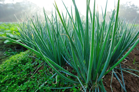green spring onion in growth at vegetable gardenの写真素材
