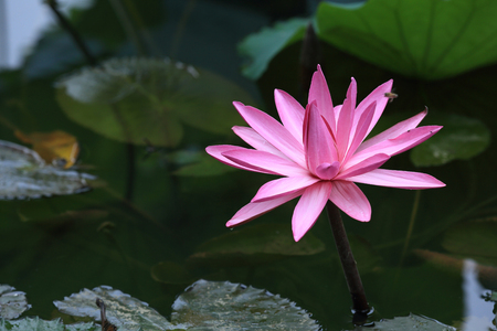 beautiful pink lotus flower blooming in pondの写真素材