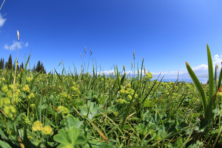 beautiful grass land on mountain top under blue skyの写真素材