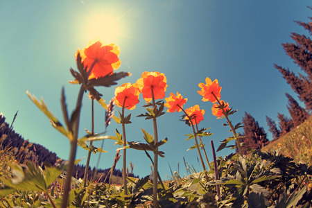 beautiful globeflowers and green grass under blue skyの写真素材