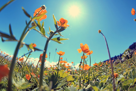 beautiful globeflowers and green grass under blue skyの写真素材