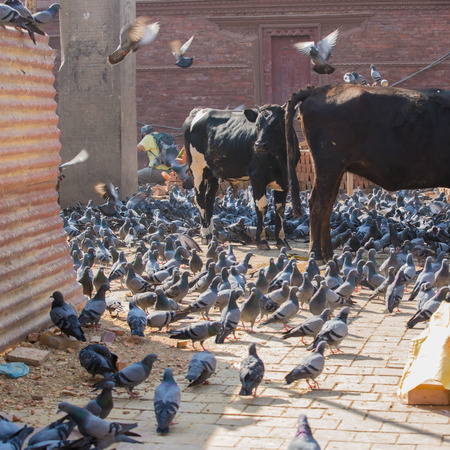 Pigeons on the Durbar square, Kathmandu, Nepalの写真素材