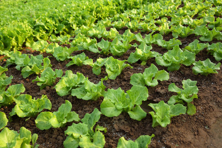 green lettuce plants in growth at field