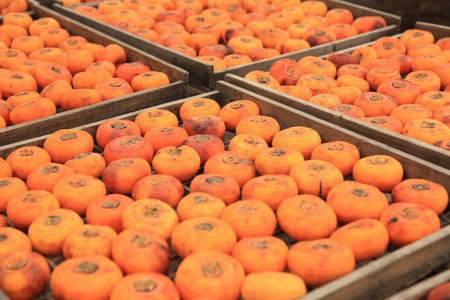 drying persimmon fruits