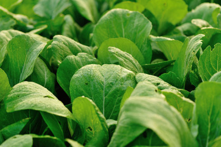 green choysum plants in growth at field
