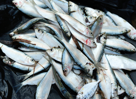closeup of fresh fish selling on local marketの写真素材