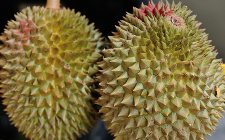 Durain Fruit Display to Sellの写真素材