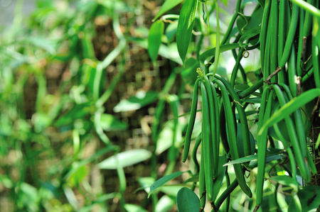 green vanilla plants and fruits in growth at gardenの写真素材