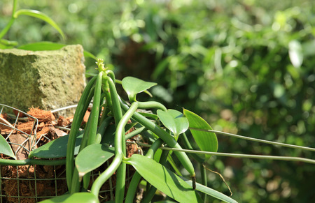 green vanilla plants and fruits in growth at gardenの写真素材