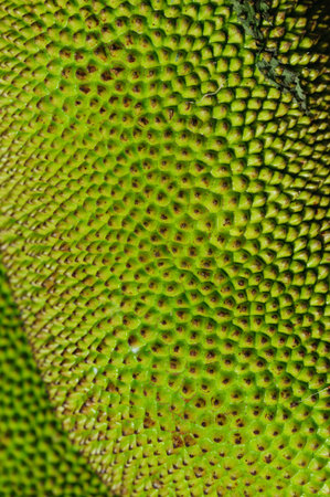 ripe jackfruits for sell