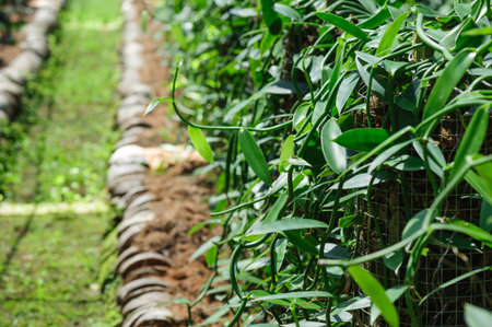 green vanilla plants in growth at gardenの写真素材