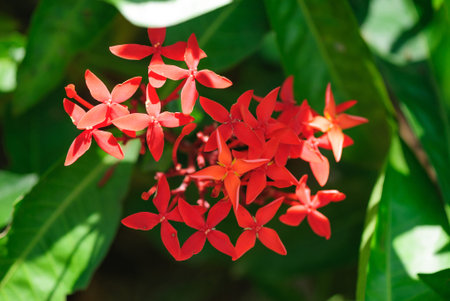red flower in garden
