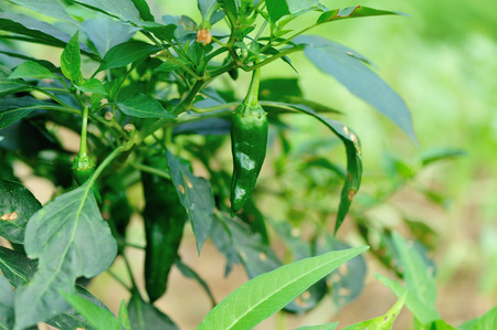 green pepper plants in growth at vegetable gardenの写真素材