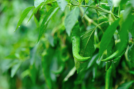 green pepper plants in growth at vegetable garden
