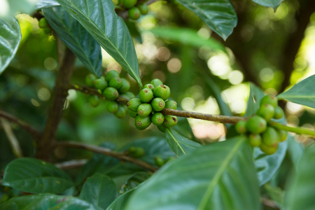 Coffee beans in growth on treeの写真素材