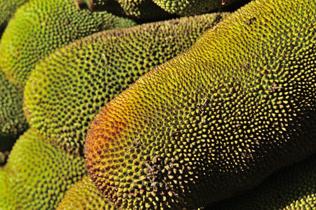 bunch of ripe jackfruits for sell at market