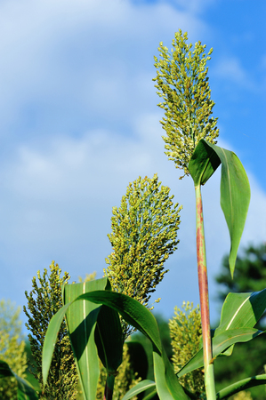 jowar grain - sorghum crop farm under blue skyの写真素材