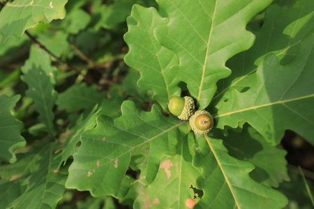 Oak tree acorn nutの写真素材