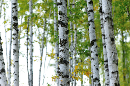 white birch trees in the autumn forestの写真素材