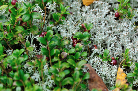 red huckleberry fruits in growth in the forestの写真素材