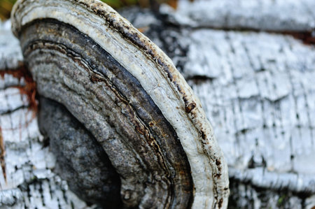 white birch tree in the autumn forest