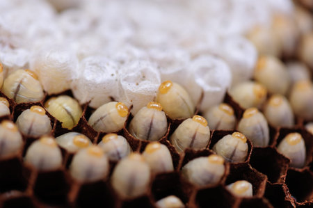 Wasp nest polist close up view