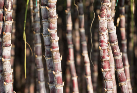 Sugarcane plants growing at field