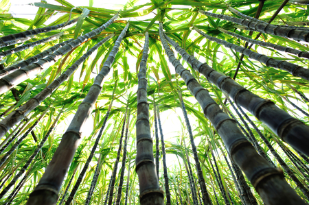 Sugarcane plants growing at fieldの写真素材