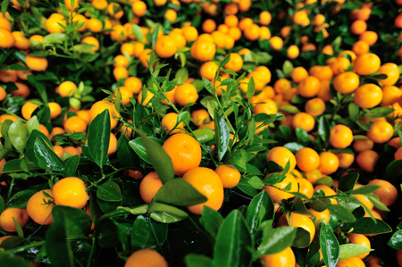 Kumquat, the decoration of Chinese lunar new year の写真素材