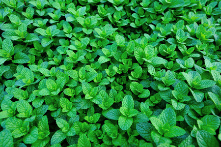 green mint plant in growth at vegetable gardenの写真素材