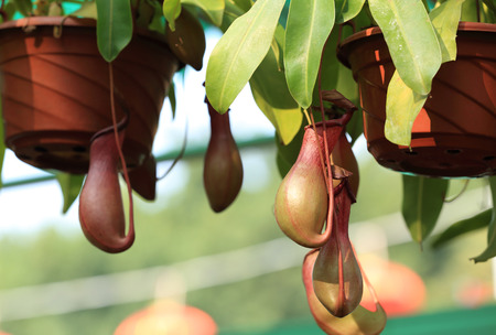 Closeup of nepenthes villosa bonsai in gardenの写真素材