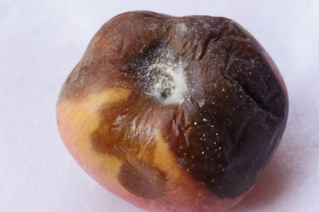 Rotten apple isolated on white backgroundの写真素材