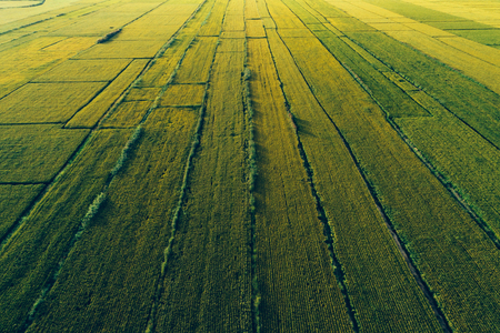 Aerial view of the rice field from droneの写真素材