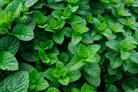 green mint plant in growth at vegetable gardenの写真素材
