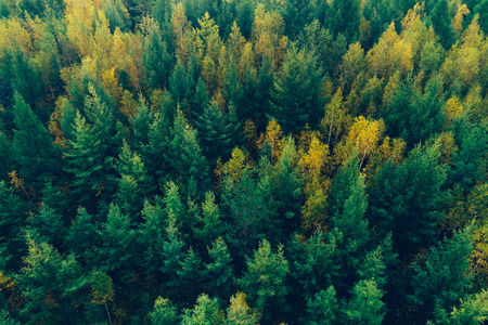 aerial shot of autumn forest landscapeの写真素材