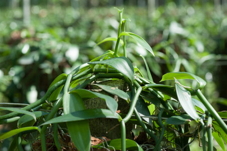 Closeup of The Vanilla plants of plantation agriculture in tropical   の写真素材