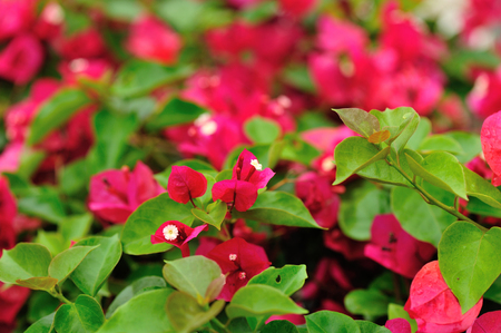 Beautiful blooming bougainvillea flowers in spring after rainの写真素材