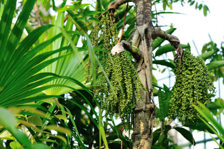 Palm tree seed grow on tree in tropical parkの写真素材